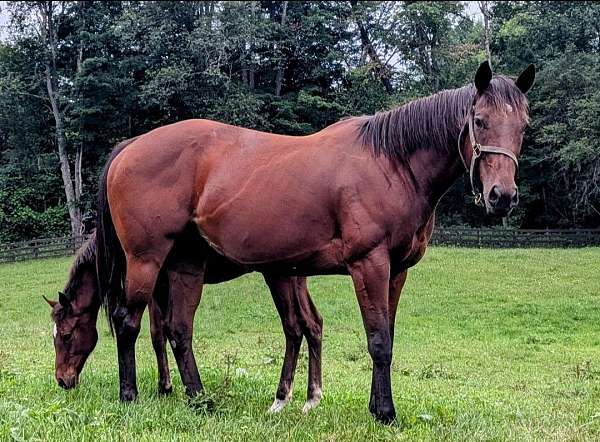 thoroughbred-mare