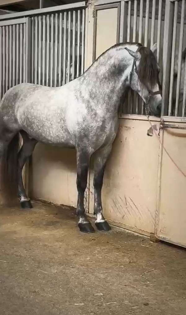 andalusian-horse-for-sale
