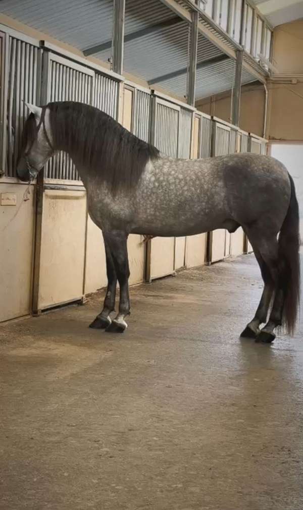 andalusian-stallion