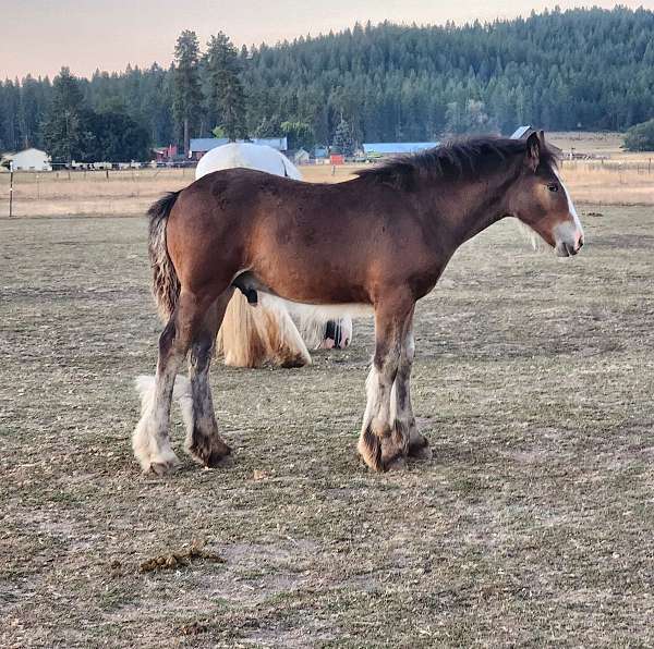 lpw20-horse