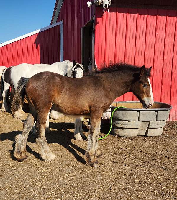 bay-lpw20-horse