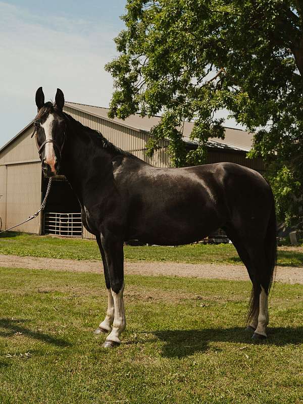 pinto-white-jumper-horse