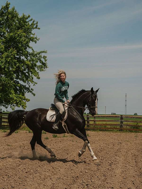pinto-white-jumping-horse