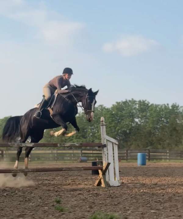 pinto-white-ridden-english-horse