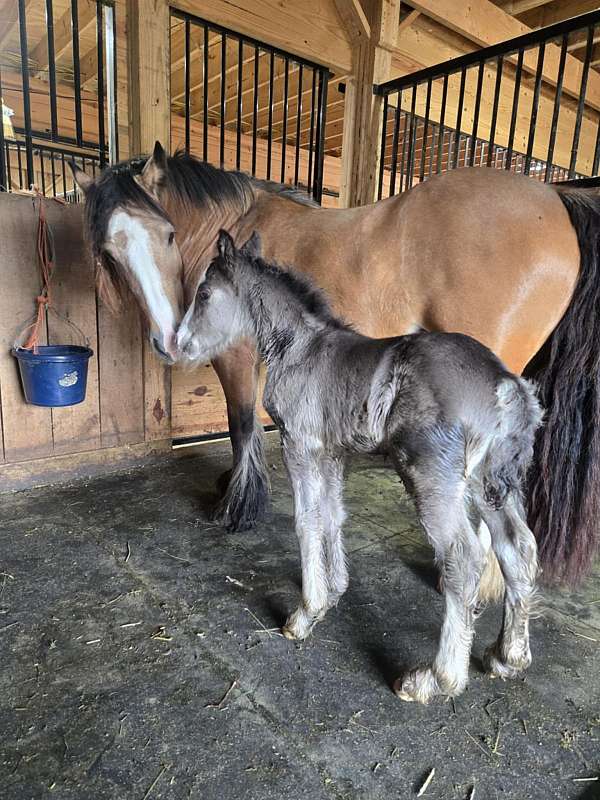 black-ghra-gvhs-horse