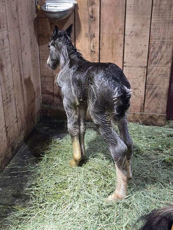 ghra-gvhs-miniature-horse