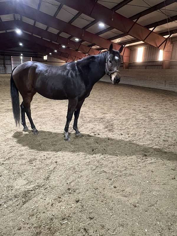 gelding-thoroughbred-gelding