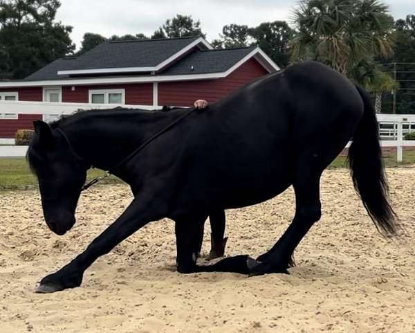 bull-friesian-horse