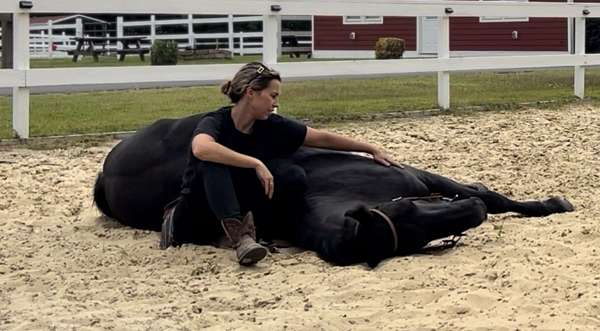 friesian-gelding