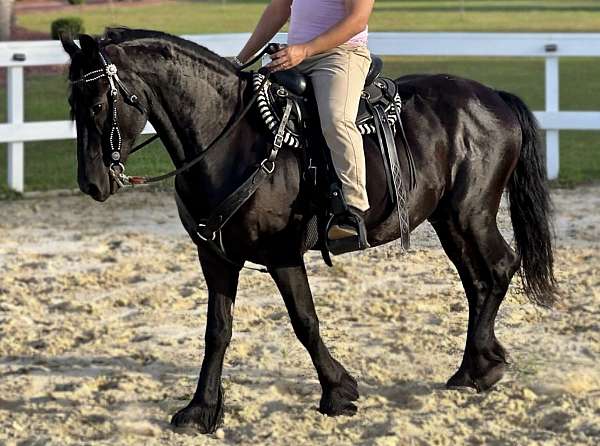 dances-friesian-horse