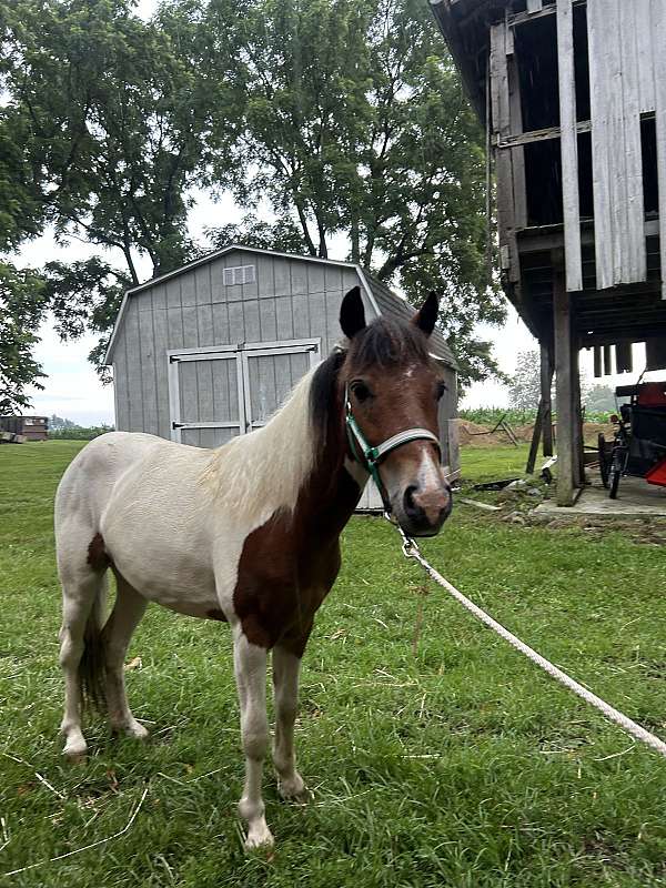 paint-pony-gelding