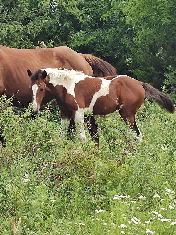 paint-quarter-horse-colt-filly