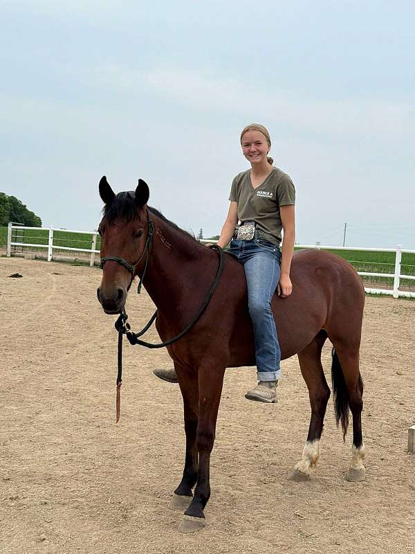 snip-on-nose-socks-hind-feet-horse