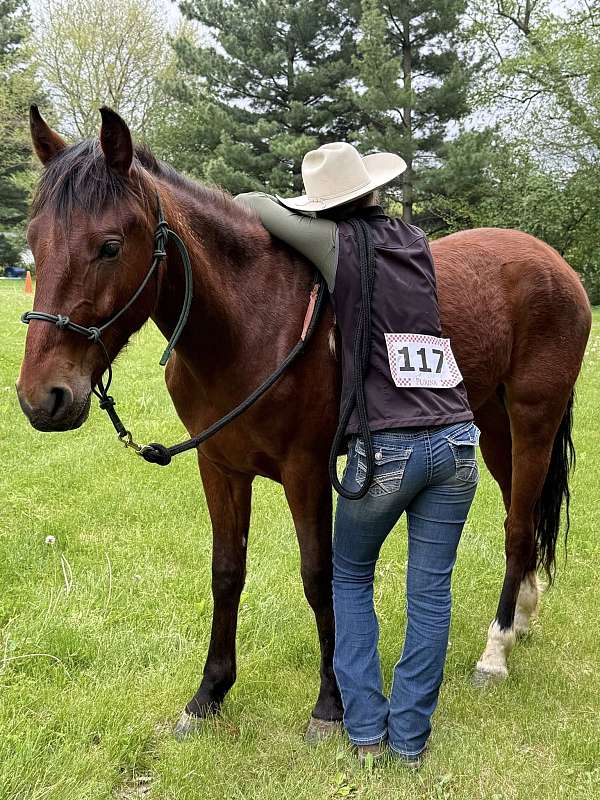 bay-snip-on-nose-socks-hind-feet-horse