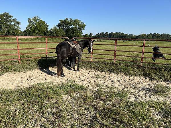 black-white-horse
