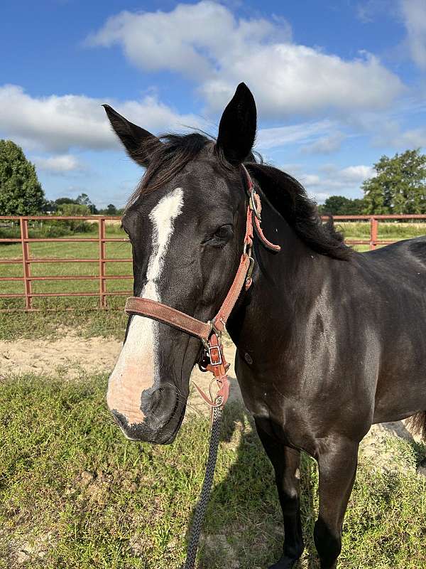 trail-riding-western-riding-quarter-horse