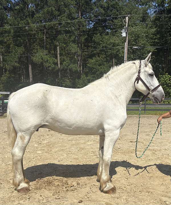 grey-mare-for-sale