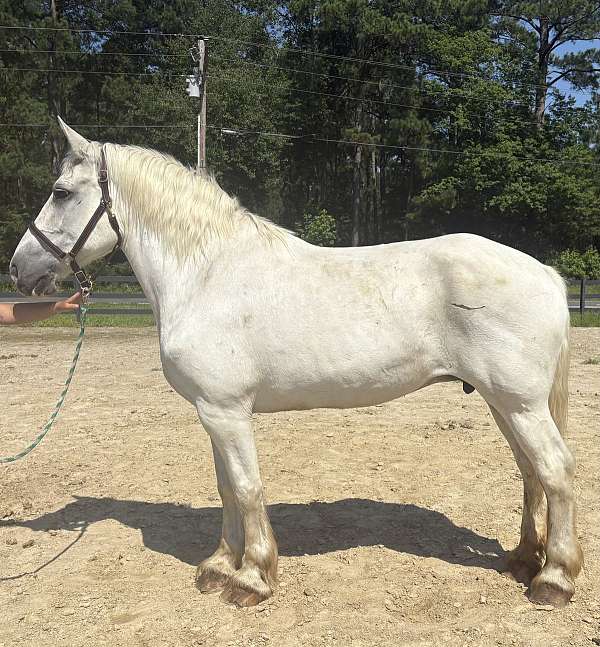 grey-percheron-mare