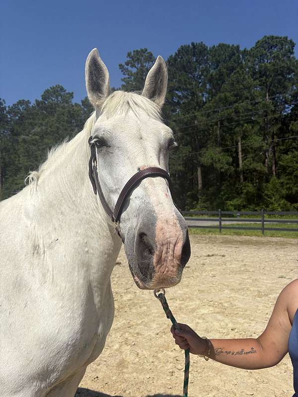16-hand-percheron-mare