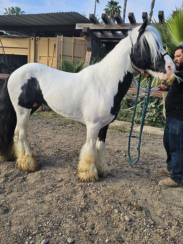 blackwhite-horse