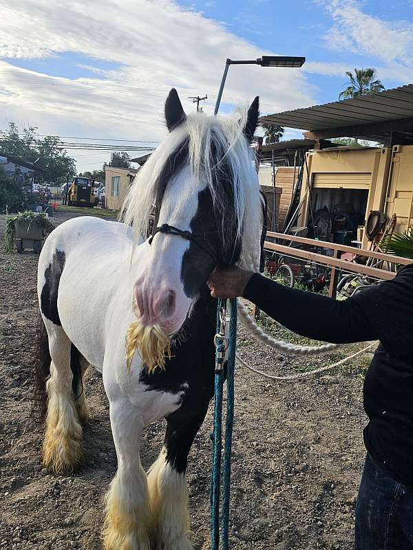 piebald-blackwhite-horse