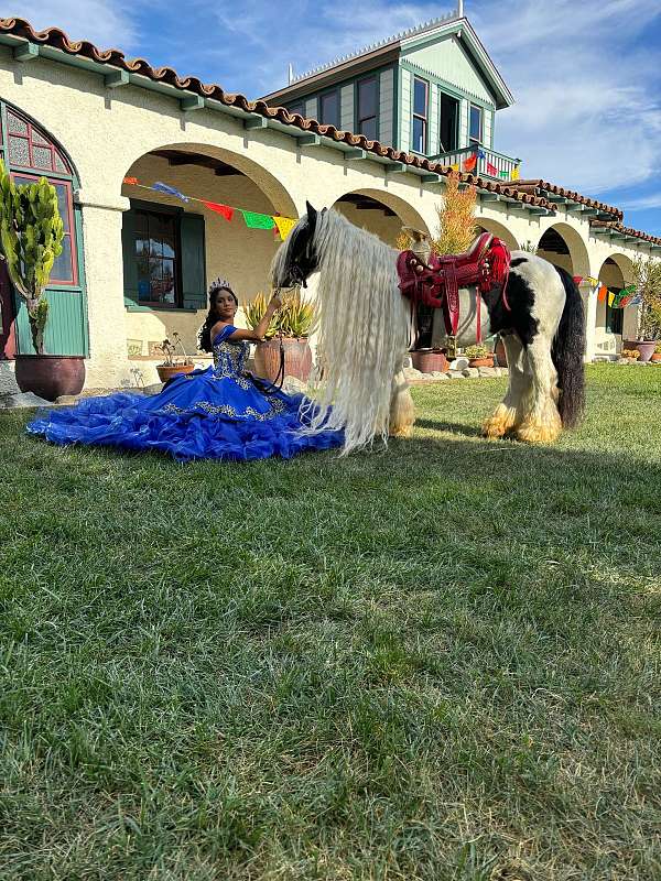 all-around-gypsy-vanner-horse