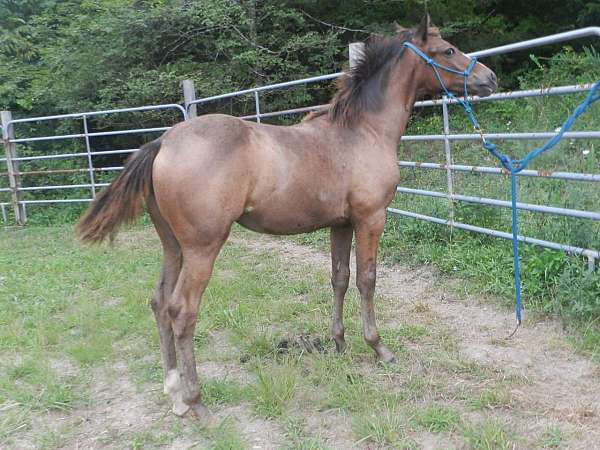 winners-appaloosa-horse