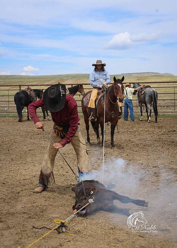 beginner-quarter-horse