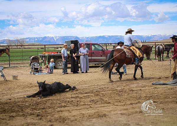 calf-roping-quarter-horse