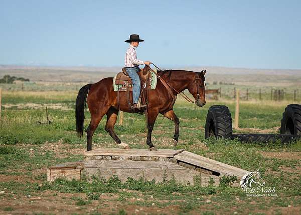 flashy-quarter-horse