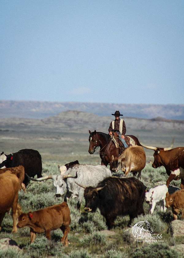 husband-safe-quarter-horse