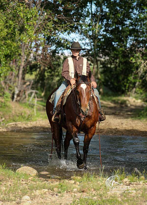 kid-safe-quarter-horse