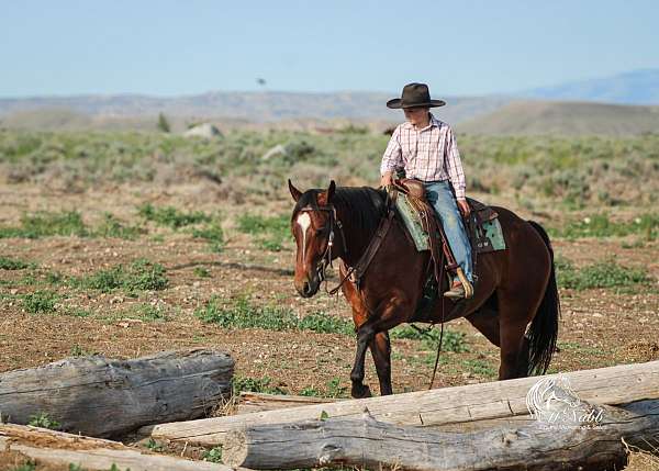 performance-quarter-horse