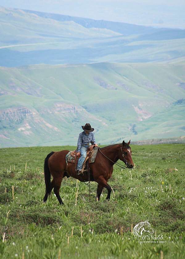 ranch-quarter-horse