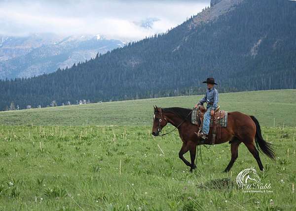 ranch-versatility-quarter-horse