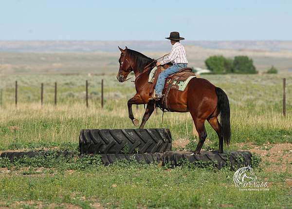 ranch-work-quarter-horse