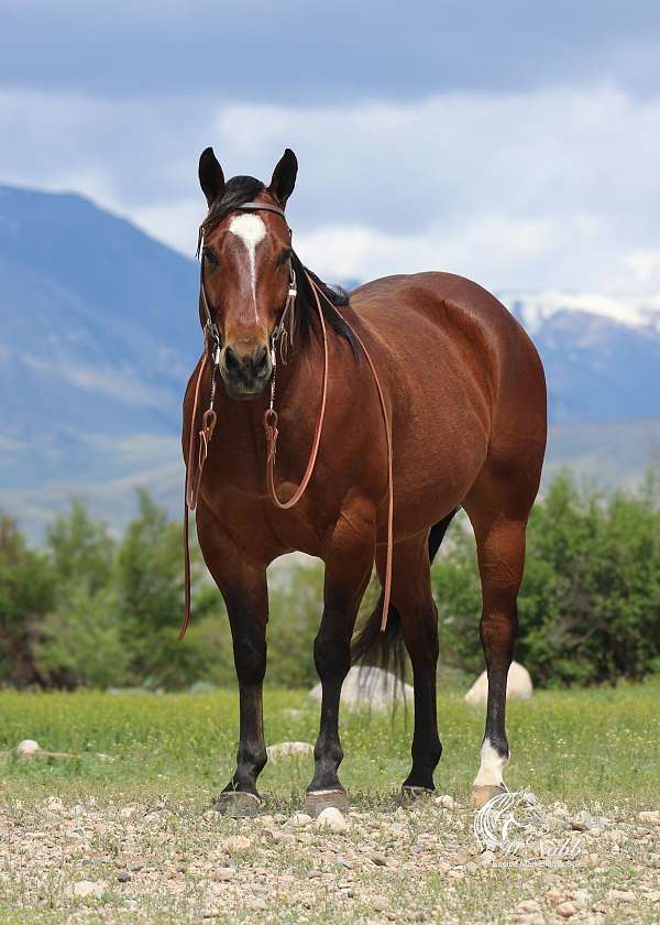trail-riding-quarter-horse