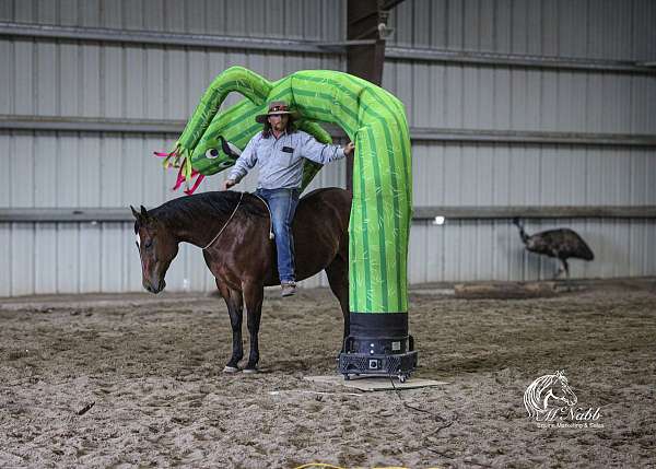 trail-quarter-horse