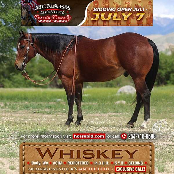 all-around-quarter-horse