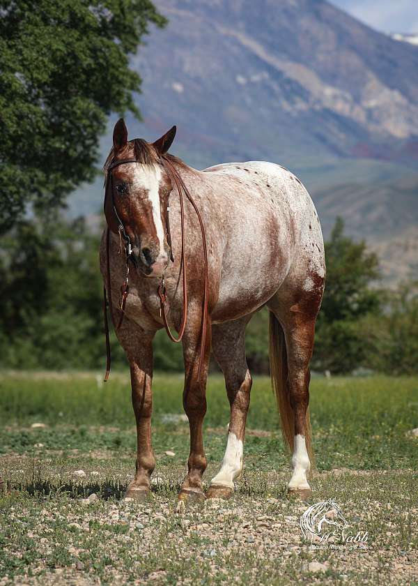 beginner-appaloosa-horse