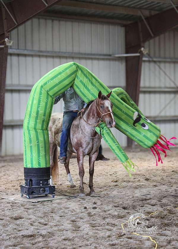 athletic-appaloosa-horse