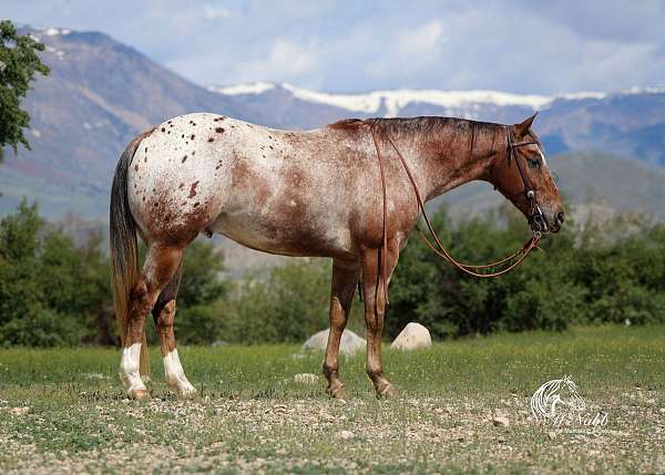 calf-roping-appaloosa-horse