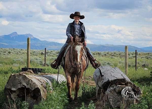 kid-safe-appaloosa-horse