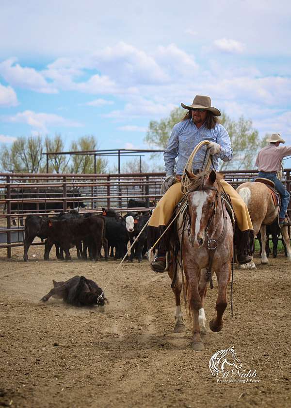 performance-appaloosa-horse