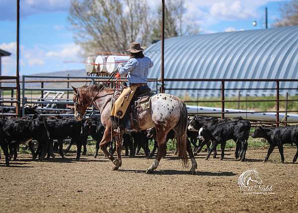 ranch-appaloosa-horse