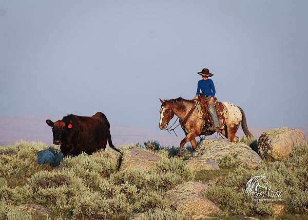 ranch-work-appaloosa-horse