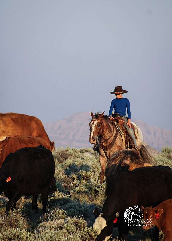 roping-appaloosa-horse