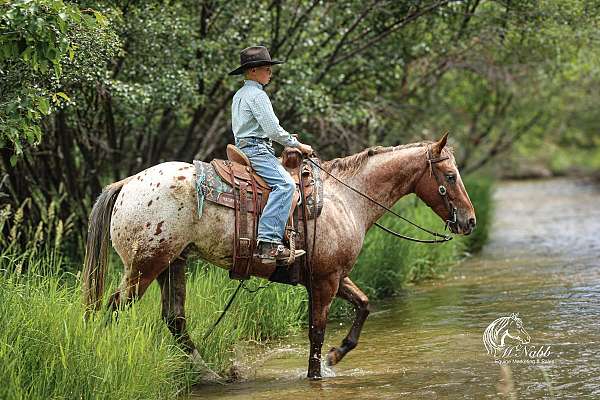 trail-appaloosa-horse