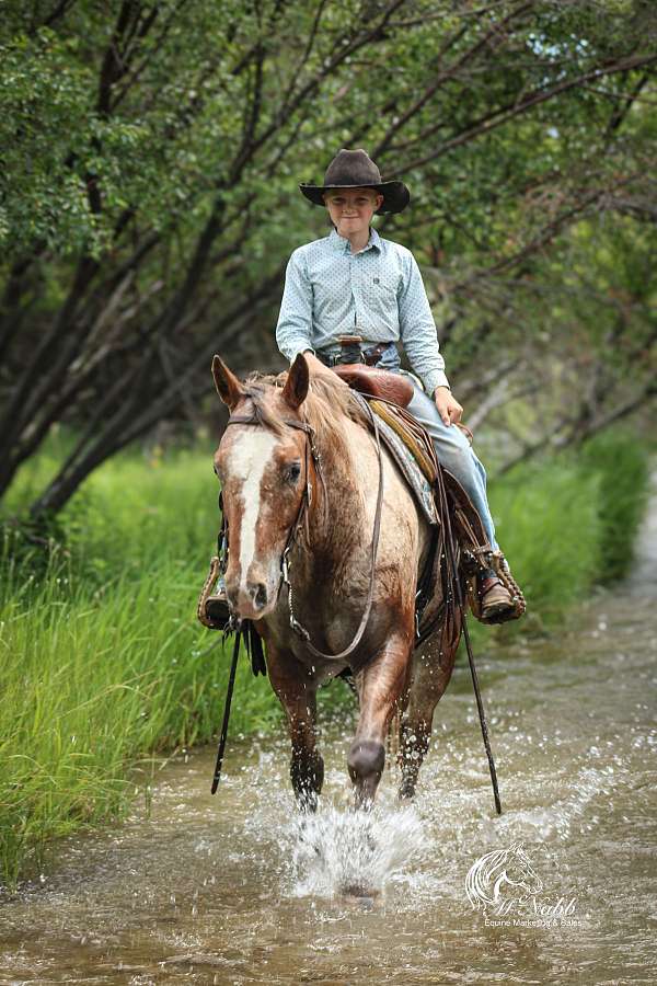 show-appaloosa-horse
