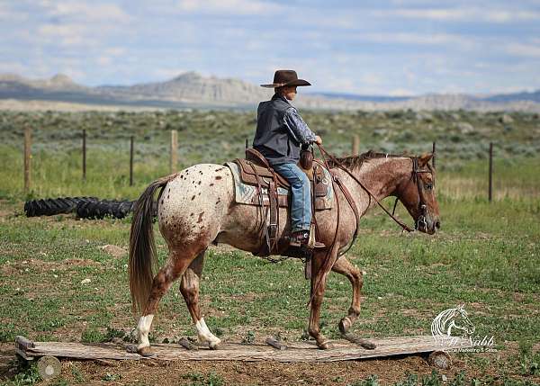 western-riding-appaloosa-horse